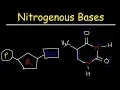 Nucleosides vs Nucleotides Purines vs Pyrimidines - Nitrogenous Bases