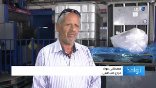 موسم قطف الزيتون في فلسطين نوافذ 