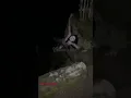 Download Lagu GIMANA JANTUNG AMAN❓🙂‍↕️😨 ##trending #shorts #creepy #horror #setan #ramadan #hantu #lucu
