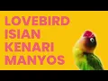 Download Lagu Masteran Suara Lovebird Rasa Kenari, AMAZING!