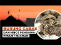 Download Lagu Kenapa Burung Cabak Kota Terbang di Atas Rumah #temansains