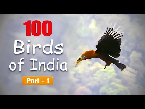 Download MP3 100 Birds Of India - Learn Bird Names and Facts @IndianBirdVideos