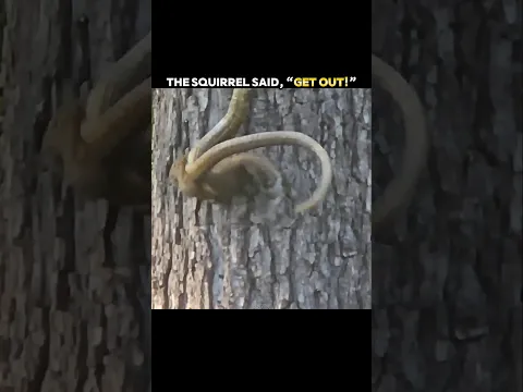 THIS SNAKE ENTERED A SQUIRREL’S NEST… BIG MISTAKE! #trending #animals #wildlife #youtubeshorts