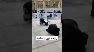 رايحه فين يا حاجه 