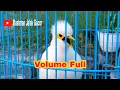 Download Lagu Masteran Jalak Putih Full Isian Tembakan - Jalak Putih Jantan Gacor