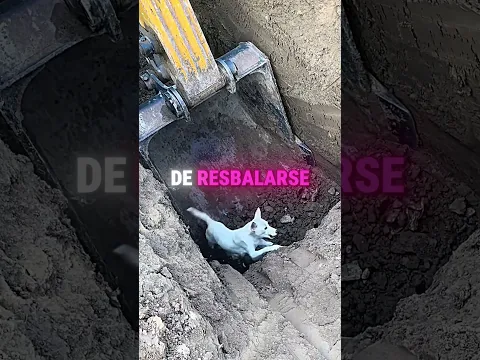 El Perro No Podía Escapar Del Pozo