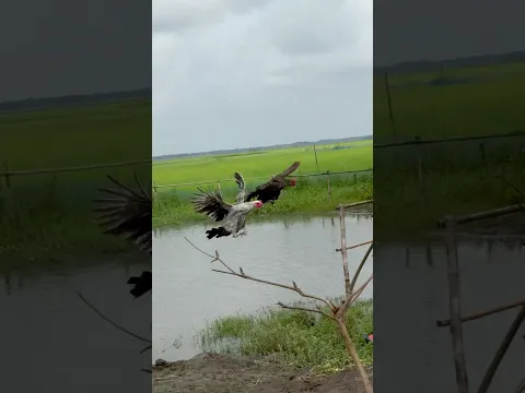 Rock Flying Hen