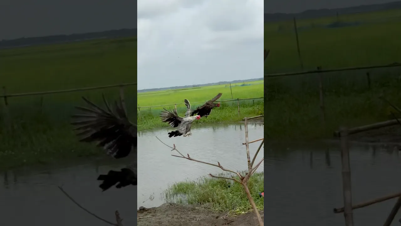 Rock Flying Hen