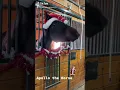 Apollo the Horse knows if Santa is real