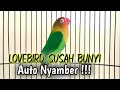 Download Lagu Suara Burung Lovebird NGEKEK PANJANG, Pancingan Lovebird PALING CEPAT BIKIN BUNYI