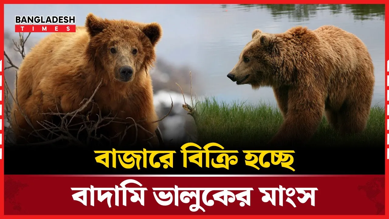 সরকারি বিক্রি হচ্ছে বাদামি ভালুকের মাংস!