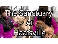 Volunteering at the Sanctuary at Haafsville Month 5