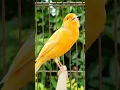 Download Lagu beautiful animal | canary singing | birds #animals #birds #bird