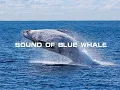 Sound Of Blue Whale