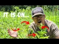 Eliminate Potato Bugs A K A - The Colorado Potato Beetle Fast with this SIMPLE 3-Step Process