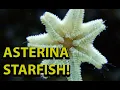Download Lagu Asterina Starfish - Are They Bad For You Reef Tank ?