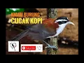 Download Lagu KICAU BURUNG CUCAK KOPI