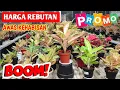 Download Lagu Aglonema harga rebutan‼️ Kemarin banyak gak kebagian,, Awas kehabisan ~ 908