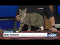 Roscoe the tabby cat is available for adoption