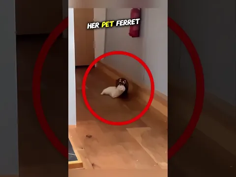 Her Ferret Brought a Secret Girlfriend Home... Then THIS Happened! 🦦👶 #shorts #pets