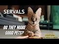 Serval Cats Do They make good pets 2022
