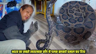 हैरतंगेज वीडियो भारत का सबसे खतरनाक साँप ने पलक झपकते काट लिया, Russell's viper snake Bite, amazing