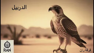 الدربيل  اغنيه جديده كليا دندنها