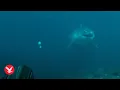 Download Lagu Great white shark comes face to face with scuba diver