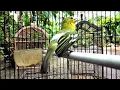 Download Lagu Masteran Burung Sirtu Gacor Isian || ADU 3 SIRTU VS CIPOW JANTAN DAN BETINA