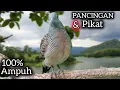 PANCINGAN \u0026 di pikat perkutut agar bunyi gacor. 