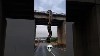 Snakes Version 