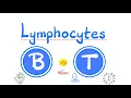 B-lymphocytes vs T-lymphocytes - Humoral vs Cellular Immunity
