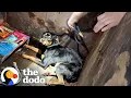 Download Lagu Rottie Found In A Dumpster All Alone Goes On Fishing Adventures Now | The Dodo