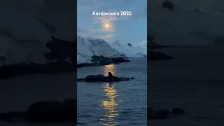 Морской котик и полнолуние. #магиялуны #антарктика