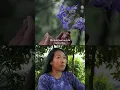 Download Lagu Learn more about Tianzi tropical forest preservation with Minguo Li-Margraf #GuerlainCommitment