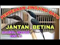 Lagu PERBEDAAN JINGJING BATU JANTAN DAN BETINA