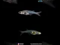 Download Lagu Danionella cerebrum: Salah satu ikan terkecil, suaranya setara t3mb4kan pistol #shorts #shortsvideo