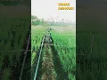 Download Lagu Teknologi Irigasi Springkler Untuk Bawang Merah