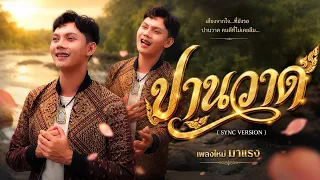 ปานวาด - มอส กาฬสินธ์ุ 【 SYNC VERSION 】