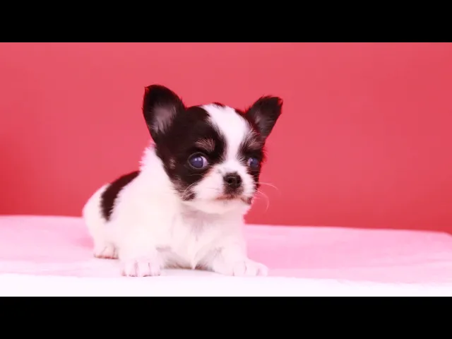 動画