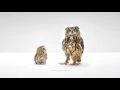 WGU Owl Commercial Wisdom