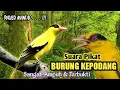 Download Lagu Suara Pikat Burung Kepodang. Sangat Ampuh \u0026 Terbukti.