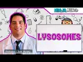 Lysosomes Structure Function