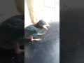 Tengkek buto 3 menit tanpa jeda asli