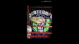 smartmastering pleci tembakan