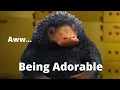 Nifflers Being Adorable For 3 Minutes Fantastic Beasts