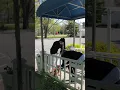 Ungerdogs social distancing drop-off demo