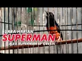 Download Lagu Suara Harian Murai SUPERMAN 1 Miliar