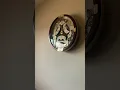 2018 seiko melodies in motion clock (melodies videos coming soon)