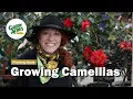 Growing Camellias